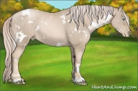Horse Color:White Spotted Chocolate Palomino Pearl Rabicano