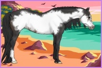 Horse Color:Buckskin Frame 