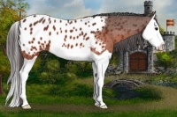 Horse Color:Brown Splash Appaloosa