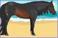 Horse Color:Brown 