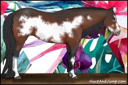 Horse Color:Bay Frame 