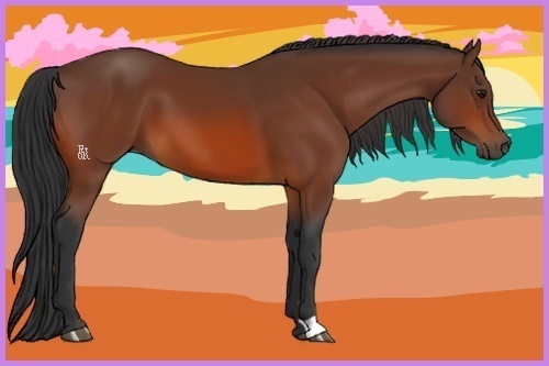 Horse Color:Bay 