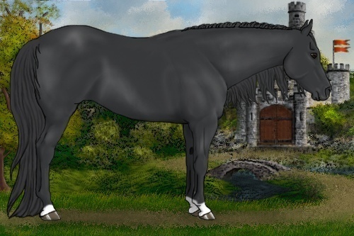 Horse Color:Black 