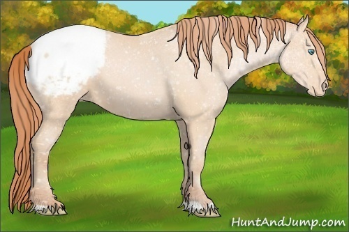 Horse Color:Buckskin Pearl Appaloosa 