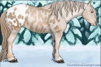 Horse Color:Liver Chestnut Pearl Appaloosa 