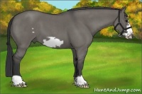 Horse Color:Grullo Roan Frame