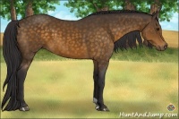 Horse Color:Buckskin 