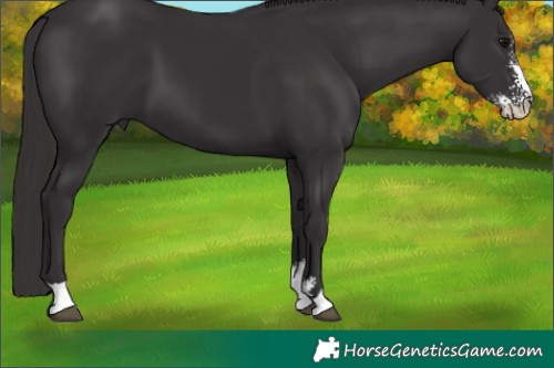 Horse Color:Smoky Black Sabino 