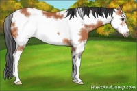 Horse Color:White Spotted Bay Sabino Frame