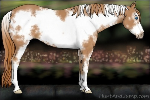 Horse Color:White Spotted Chestnut Sabino Frame 