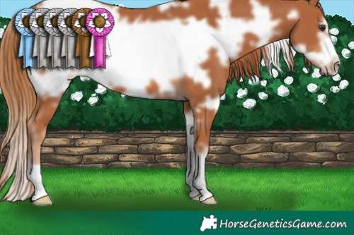 Horse Color:White Spotted Chestnut Frame 