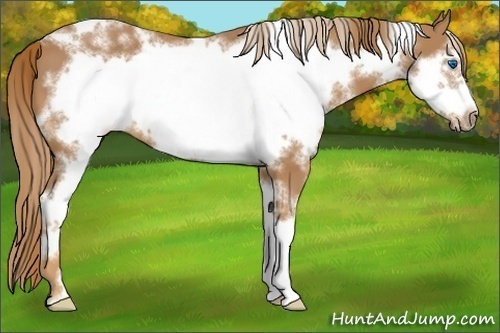 Horse Color:White Spotted Chestnut Sabino Frame 