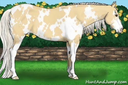 Horse Color:White Spotted Palomino Sabino 