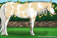 Horse Color:White Spotted Palomino Sabino 