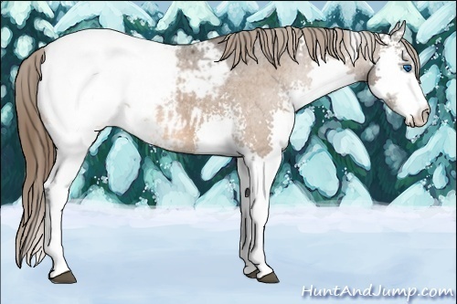 Horse Color:White Spotted Bay Splash Appaloosa 