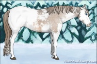 Horse Color:White Spotted Bay Splash Snowcap