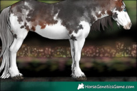 Horse Color:White Spotted Brown Splash 