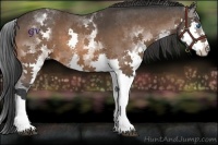 Horse Color:White Spotted Bay Splash