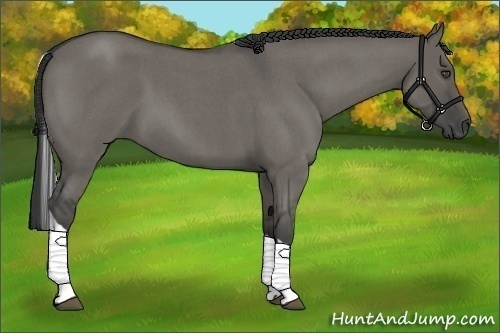 Horse Color:Grullo Roan Tobiano