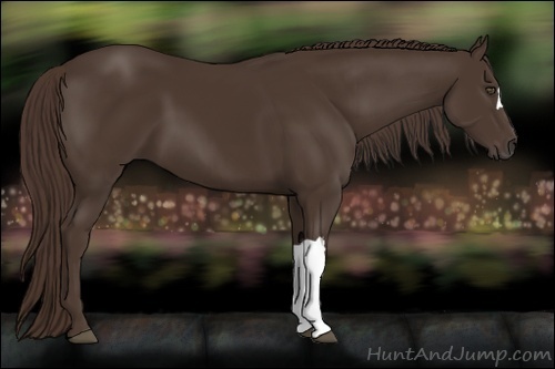 Horse Color:Liver Chestnut 