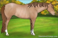 Horse Color:Bay Pearl Rabicano 