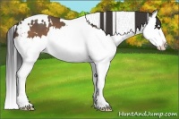 Horse Color:White Spotted Buckskin Splash 