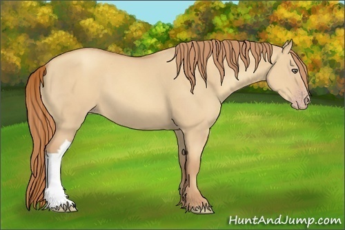 Horse Color:Gold Champagne Dun 