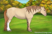 Horse Color:Gold Champagne Dun 