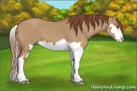 Horse Color:Red Dun Splash Frame