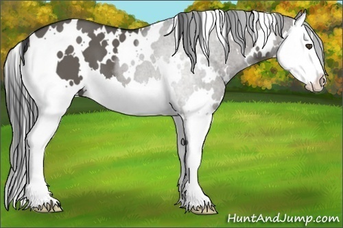 Horse Color:White Spotted Grullo Splash