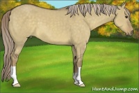 Horse Color:Chocolate Palomino Dun