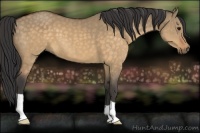 Horse Color:Buckskin Dun