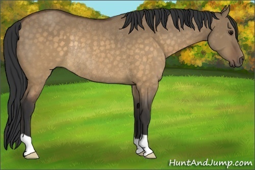Horse Color:Buckskin Dun Rabicano 