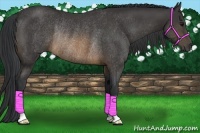 Horse Color:Buckskin Rabicano