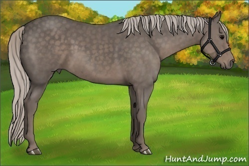 Horse Color:Silver Black 