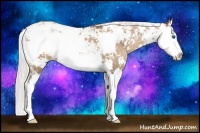 Horse Color:Silver Black Pearl Sabino Splash 