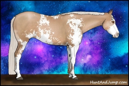 Horse Color:Silver Black Pearl Sabino Rabicano 