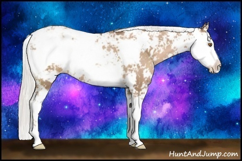 Horse Color:Silver Black Pearl Sabino Rabicano