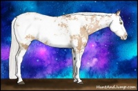 Horse Color:Silver Bay Pearl Sabino 