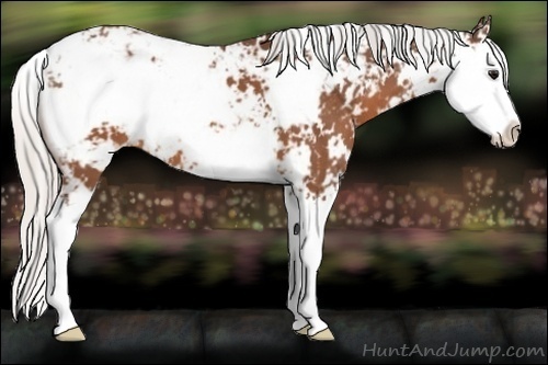 Horse Color:Silver Brown Sabino Splash