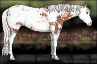Horse Color:Silver Brown Sabino Splash