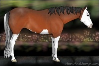 Horse Color:Brown Splash