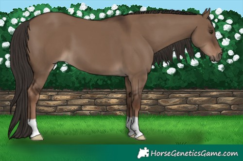 Horse Color:Liver Red Dun 