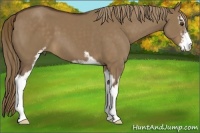 Horse Color:Liver Red Dun Sabino