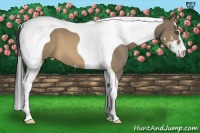 Horse Color:Buckskin Dun Sabino Tobiano