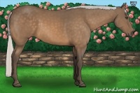 Horse Color:Silver Buckskin 
