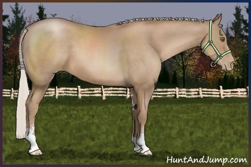 Horse Color:Unknown 