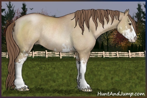 Horse Color:Unknown 