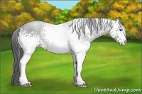 Horse Color:White Spotted Black 