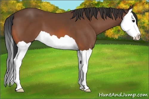 Horse Color:Bay Splash